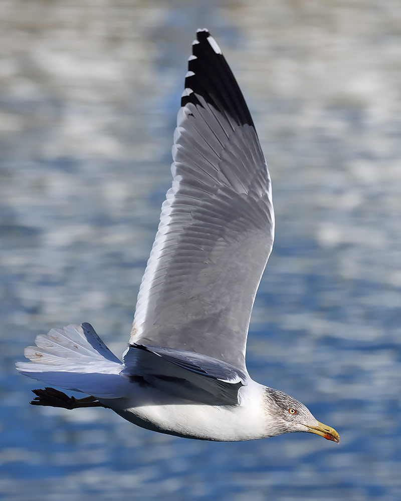 Azorean gull